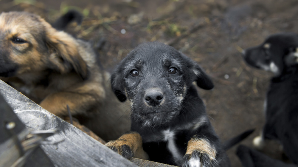 TRAC en defensa de los animales con FAADA