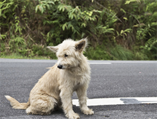 TRAC Rehabilitació - Noticias Rehabilitacion Edificios All 708,725,747